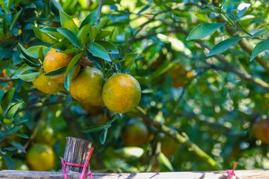 Çiftlikteki ağaçta doğal organik portakal meyvesi 