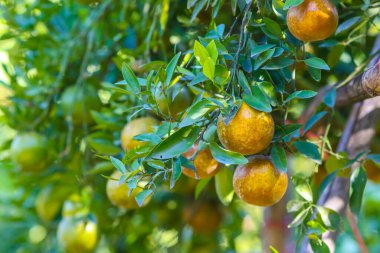 Çiftlikteki ağaçta doğal organik portakal meyvesi 