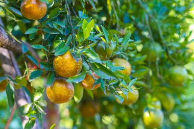 Çiftlikteki ağaçta doğal organik portakal meyvesi 