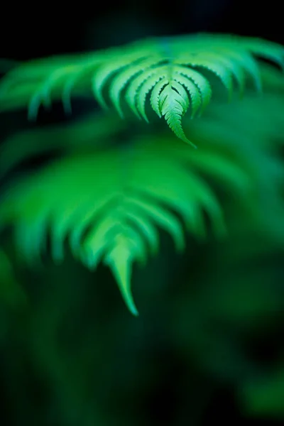自然の庭の葉植物の緑 — ストック写真