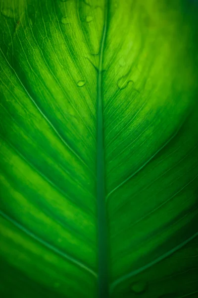 自然の庭の葉植物の緑 — ストック写真