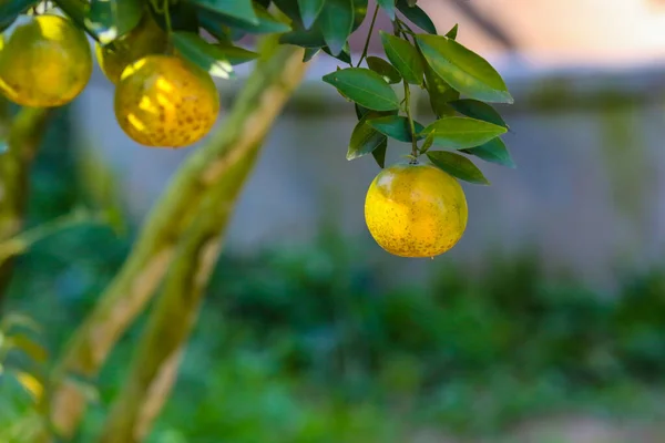 Çiftlikteki Ağaçta Doğal Organik Portakal Meyvesi — Stok fotoğraf