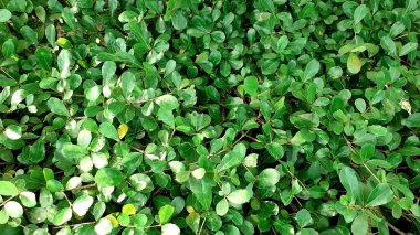 Süslü çalılar, duvar çalıları çimen bitkileri, yeşil yaprak desenli.