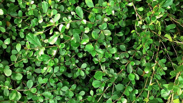 Arbustos Ornamentais Plantas Grama Arbustos Parede Com Textura Folha Verde — Fotografia de Stock