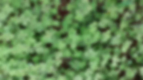 Arbustos Ornamentais Arbustos Parede Grama Verde Com Gotas Orvalho Textura — Fotografia de Stock