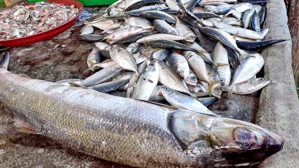 Nahaufnahme Viele Fische Große Lebende Tiefsee Tot Verkaufen Marktladen Noch — Stockfoto
