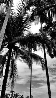 black-white picture vertically, betel nut trees dark sky above view high coconut tree, landscape natural background around countryside area. Thailand