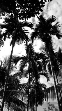 black-white picture vertically, betel nut trees dark sky above view high coconut tree, landscape natural background around countryside area. Thailand