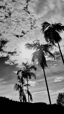 black-white picture vertically, betel nut dark sky above view high tree, landscape mountain background around countryside area. Thailand.