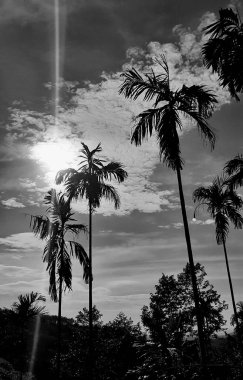 black-white picture vertically, betel nut dark sky above view high tree, landscape mountain background around countryside area. Thailand.