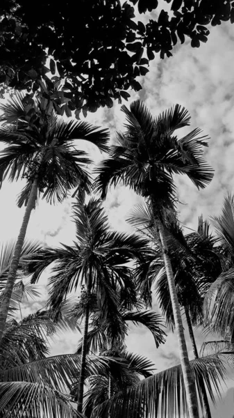 black-white picture vertically, betel nut trees dark sky above view high coconut tree, landscape natural background around countryside area. Thailand