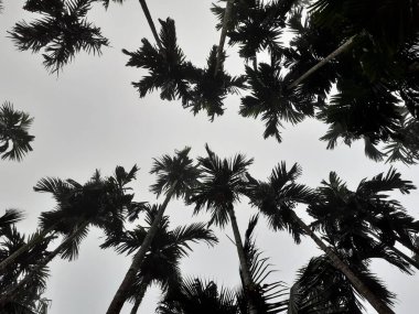 Foggy scenery rises from coconut, and betel trees, top view gray sky. Natural background isolated concept.
