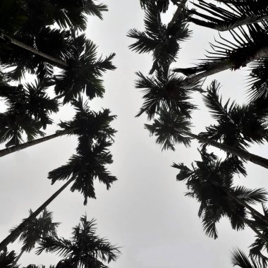 Foggy scenery rises from coconut, and betel trees, top view gray sky. Natural background isolated concept.