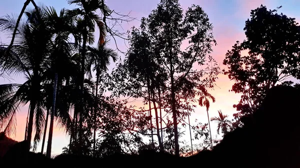 Створюють Красу Пейзажів Які Бачили Гори Бетеля Пальмових Кокосових Дерев — стокове фото