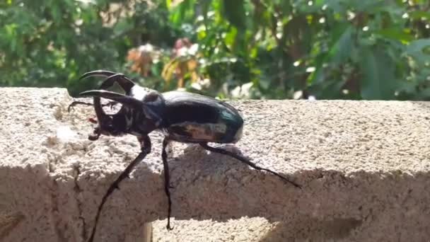 森林里的三角甲虫会留下树干 斗牛甲虫是一种有翅膀的动物泰国 — 图库视频影像