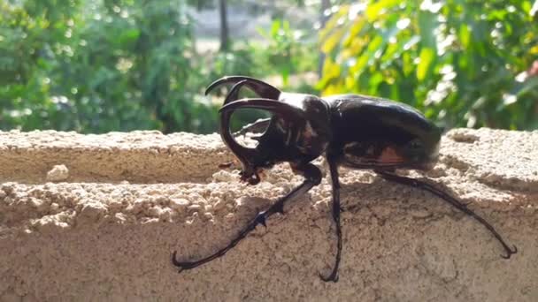 Escarabajo Tres Cuernos Bosque Dejará Troncos Árbol Escarabajo Ciervo Animal — Vídeos de Stock
