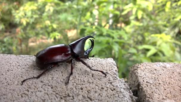 犀牛在森林里的雄蜂会离开树干 战斗的甲虫是一种有翅膀的动物泰国 — 图库视频影像