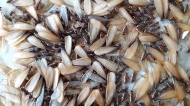 Mayıs sineği üreme aşamasında ve termit yaşam döngüsünün kanatlarıyla hava değişince veya nem yükselince yuvalarından ayrılacaklar..