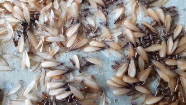 Mayfly Reprodukční Fázi Křídly Termitů Životního Cyklu Opustí Své Hnízdo — Stock video