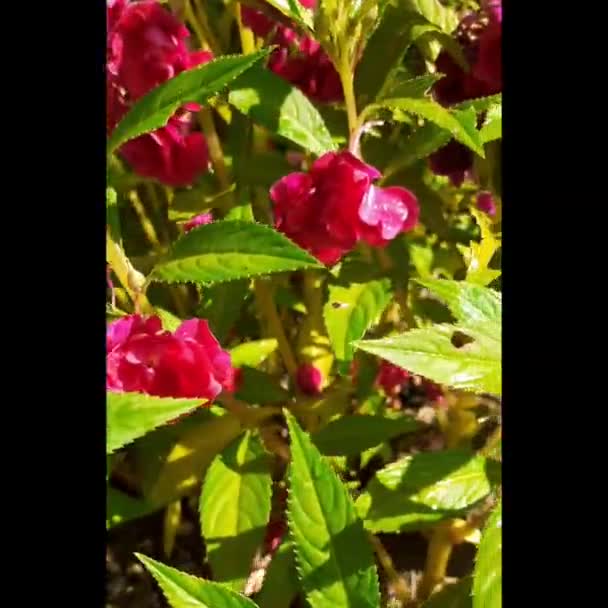 Soustředit Netrpělivé Balsamina Balsaminaceae Růžové Květy Plné Květu Čerstvé Krásný — Stock video