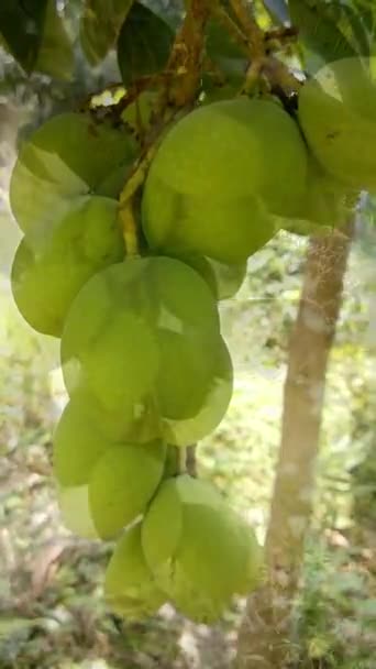 在花园里的树上挂着一丛丛绿色的芒果 还有许多叶子背景 Hd垂直视频概念 — 图库视频影像