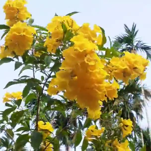 Tecoma Stany Mají Známé Trumpety Keře Žluté Zvony Květiny Krásnými — Stock video