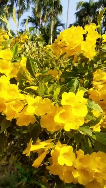 Tekoma Stans Bilinen Trompet Çalısı Sarı Çan Çiçeği Güzel Sarı — Stok video