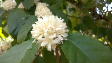 Ağaçta yeşil yapraklı Robusta kahve çiçekleri açar. Doğal arka planda beyaz çiçek yaprağı ve organik kahve ağaçları. Tayland.