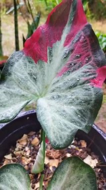 Tayland kaladyumu bicolor yaprağı yakın plan, bulanık arka plan doğa kavramına sahip seçici odak.