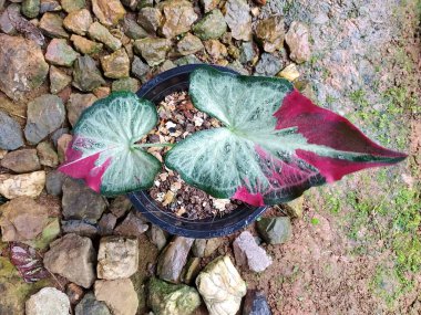 kaladyum bicolor yaprağı, doğa arkaplan kavramına sahip seçici odağı kapat.