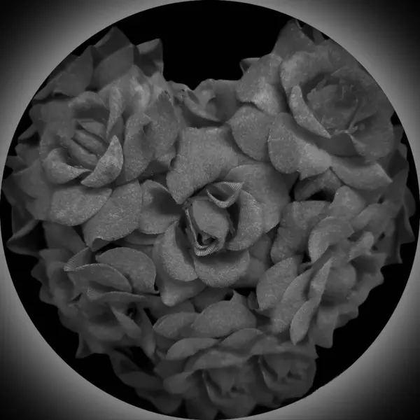 black rose in frame group illustration collection, with black background. design artwork love concept.