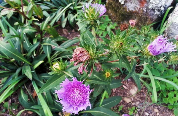 ストケジアの花と花の芽 ストケジア ストケジア ストケジアの溶岩 植物園 インドネシア — ストック写真