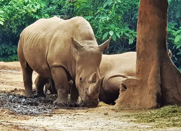 Rinoceronte Sumatra Dicerorhinus Sumatrensis Rinoceronte Sumatra Rinoceronte Peloso Rinoceronte Asiatico — Foto Stock