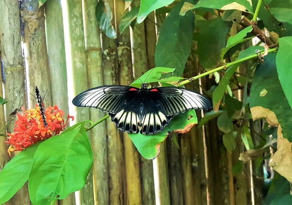 Papilio Memnon Büyük Mormon Kırlangıç Ailesi — Stok fotoğraf
