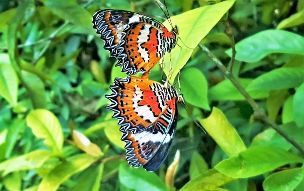 Спарювання Cethosia Biblis Червоне Мереживо Геліконінова Метелик — стокове фото