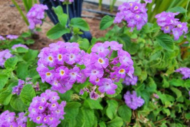 Güzellik Mor Lantana (Lantana montevidence, ardından lantana, ağlayan lantana, sürünen lantana, takip eden fundalık).