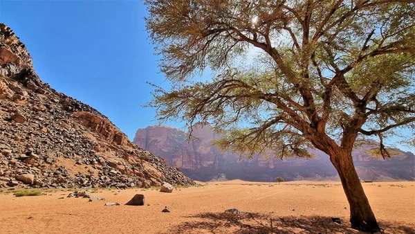 Uma Vista Deslumbrante Atmosfera Wadi Rum Acacia Árvore Vale Lua — Fotografia de Stock
