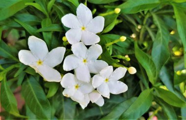 Yasemin çiçeklerinin çiçek açan güzelliği (Jasminum Grandiflorum).