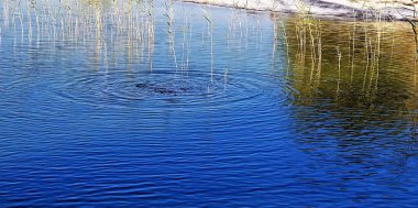 Beautiful blue scenery of Qudrah Lake ripples with Austoderia grass (toetoe), Dubai.