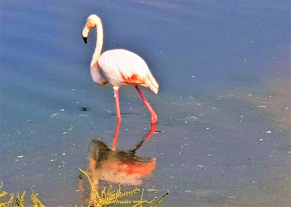 Ein Rosafarbener Flamingo Phoenicopterus Roseus Auf Nahrungssuche Wasser Ras Khor — Stockfoto