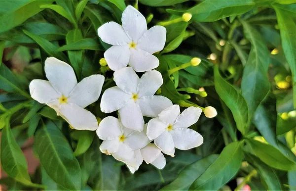 Beleza Florescente Flores Jasmim Branco Puro Jasminum Grandiflorum — Fotografia de Stock