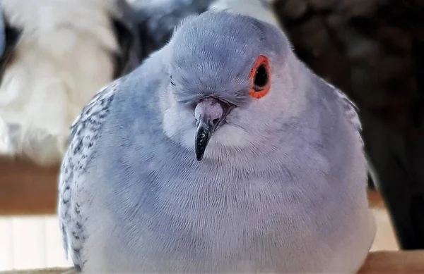 Close Diamond Dove Geopelia Cuneata Little Red Eyed Dove Little — Φωτογραφία Αρχείου