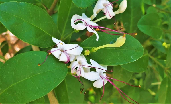 Clerodendrum Inerme Volkameria Inermis Glory Bower Flower Wild Jasmine — Stock Photo, Image