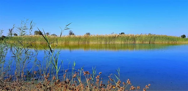 Beautiful Blue Scenery Qudrah Lake Austoderia Grass Toetoe Dubai — Stock Photo, Image