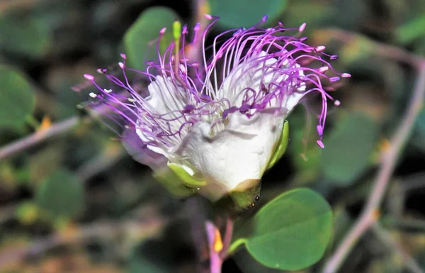 Impresionante Floración Capparis Spinosa Arbusto Alcahuete Flinders Rosa —  Fotos de Stock