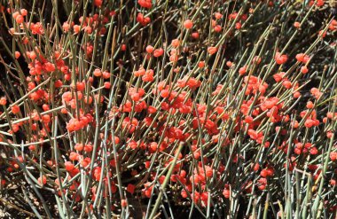 Ephedra pachyclada (Ephedra intermedia, Ephedra  vulgaris, Ephedra valida, Ephedra tibetica, Jointfirs, Zhong Ma Huang-Chinese common name). clipart
