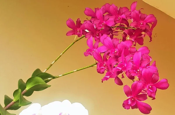 Цветущая Пурпурная Бабочка Орхидея Цветы Дендробий Эпифитовая Орхидея Литофитическая Трава — стоковое фото