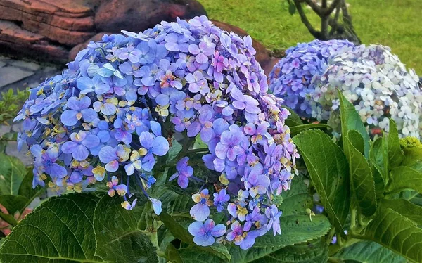 Blommande Vacker Blå Nyanser Hortensia Hortensia Hortensia Hortensia Hortensia Hortensia — Stockfoto