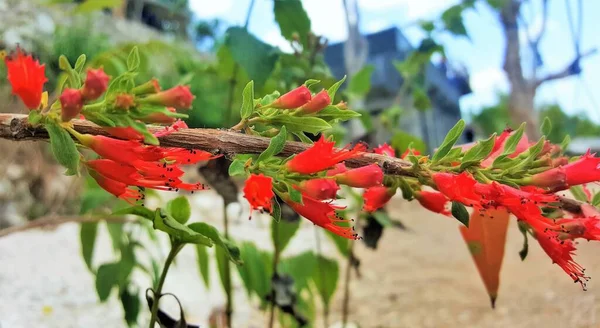 Piękna Czerwona Woodfordia Fruticosa Acistoma Coccineum Krzak Płomienia Ognistego Grislea — Zdjęcie stockowe