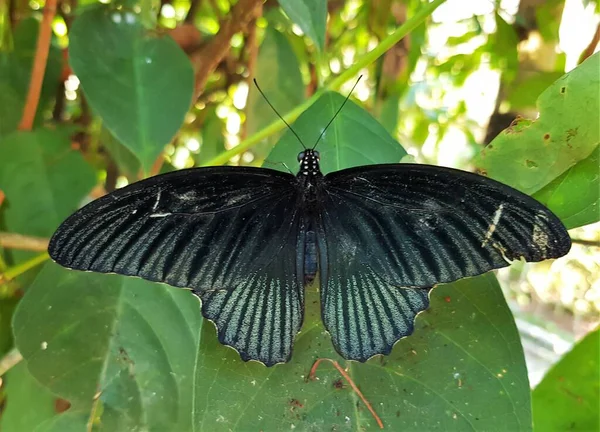 Uma Vista Dorsal Macho Papilio Memnon Borboleta Com Alguns Arranhões — Fotografia de Stock